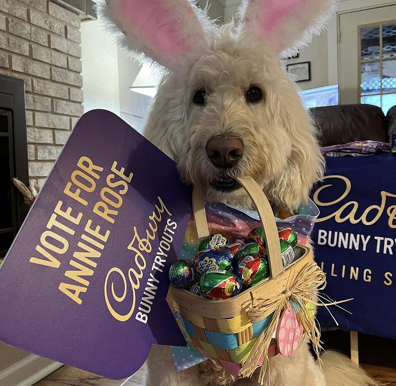 Annie Rose campaigning for her title of "Cadbury Bunny" - Photo: instagram.com/annie_rose_adventures