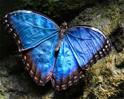 Blue morpho butterfly - Photo: Provided by the Cincinnati Zoo & Botanical Garden
