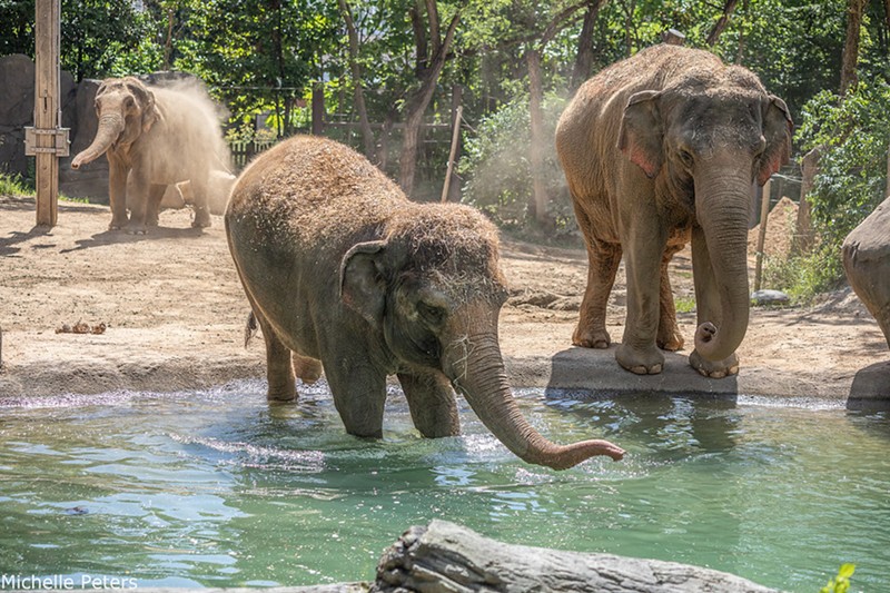 Construction for ongoing on Elephant Trek, the Cincinnati Zoo's expanded habitat that's expected to open in 2024. - Photo: Provided by the Cincinnati Zoo