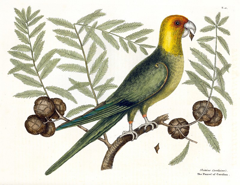 “The Parrot of Carolina” by Mark Catesby from his 18th-century book The Natural History of Carolina, Florida and the Bahama Islands - PHOTO: PROVIDED BY LLOYD LIBRARY AND MUSEUM