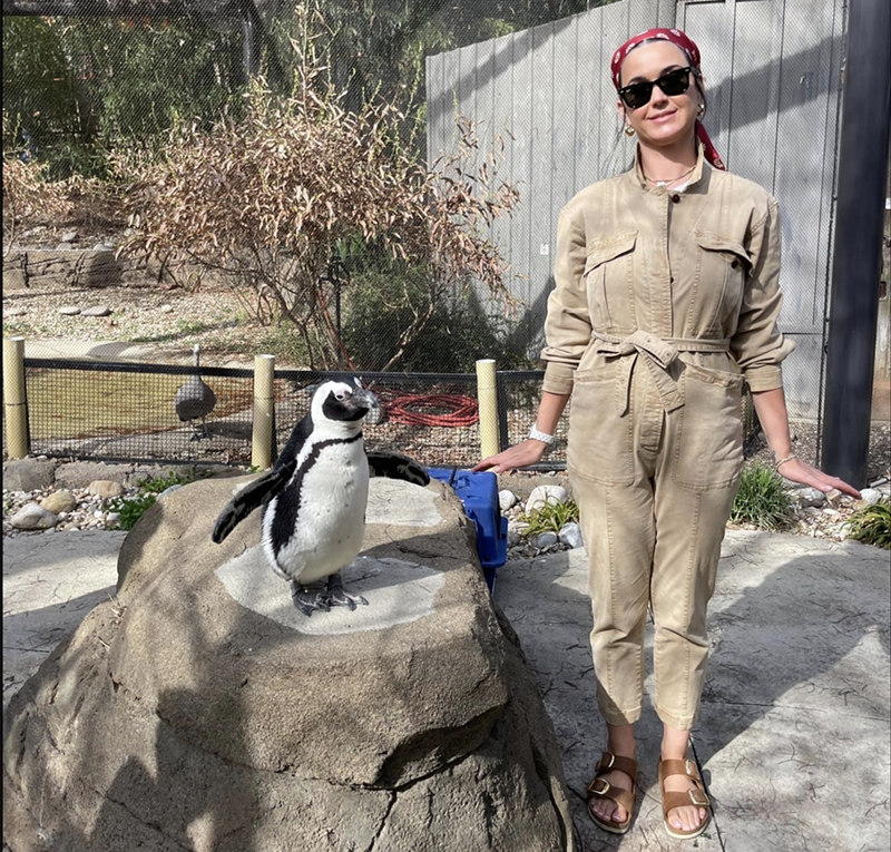 Katy Perry and Simon the black-footed penguin. - FACEBOOK.COM/LOUISVILLEZOO