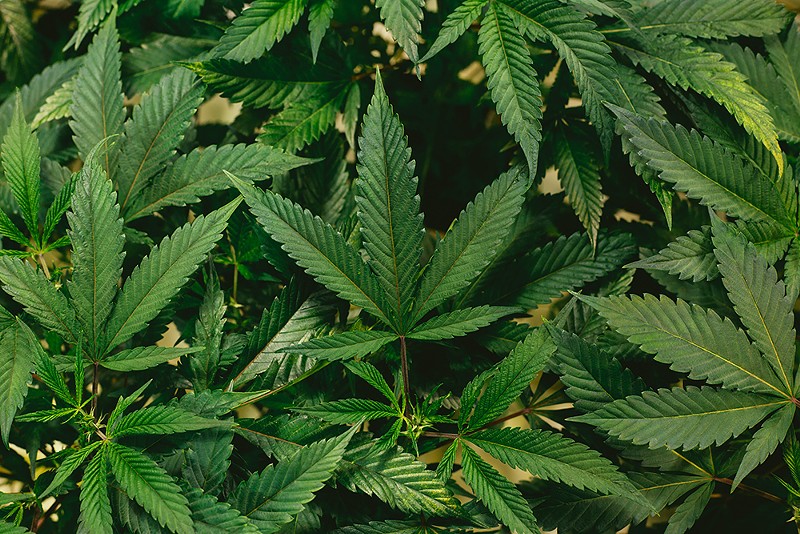 Gov. Andy Beshear announced the 17 members of the Team Kentucky Medical Cannabis Committee who will help him push for the legalization of medical marijuana in Kentucky. - PHOTO: JEFF W., UNSPLASH