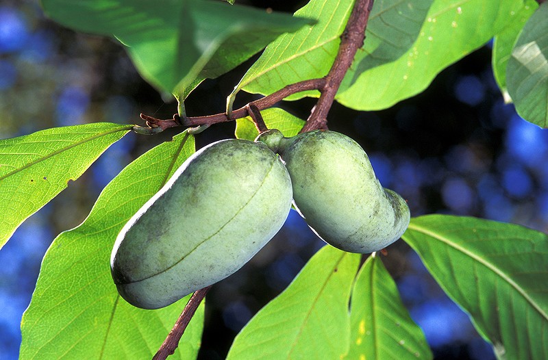 This year's free trees include pawpaws (pictured), sugar maples, red oaks and more. - Photo: Scott Bauer, USDA