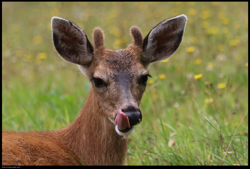 "Zombie" deer have been spotted in Cincinnati, but they probably won't eat your brains. Probably. - Photo: Buiobuione, Wikimedia Commons