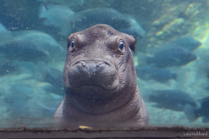 Fritz the hippo has inspired a re-release of a special Graeter's ice cream flavor, just as his sister Fiona did. - Photo: Lisa Hubbard via The Cincinnati Zoo