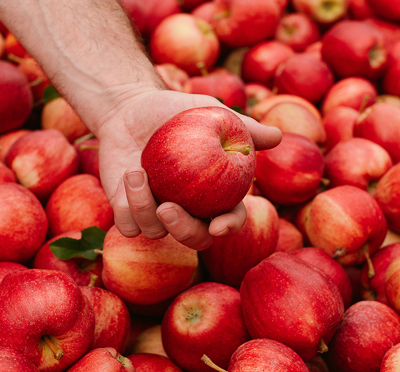 The Peach Truck is bringing apples to the Greater Cincinnati area in late October. - Photo: Provided by Triple 7 Public Relations, LLC