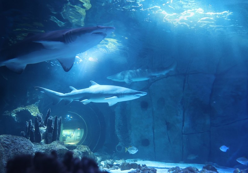 The Newport Aquarium will study the sand tiger sharks as part of a conservation program with the Association of Zoos and Aquariums. - Photo: Provided by Newport Aquarium