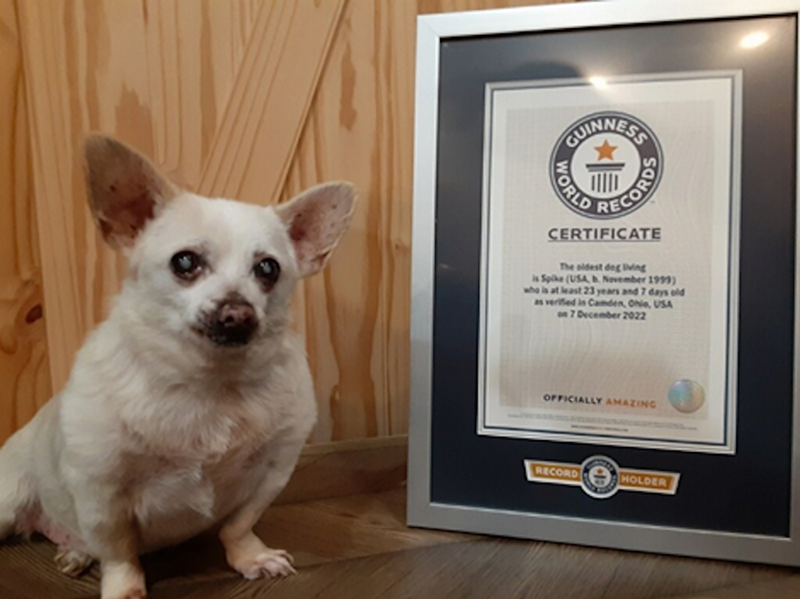 Spike was in rough shape when his owner found him in a Camden, Ohio parking lot. Now, he's living the life as a rural farm Chihuahua, holding the record as the world's oldest living dog. - Photo: Provided by Guinness World Records