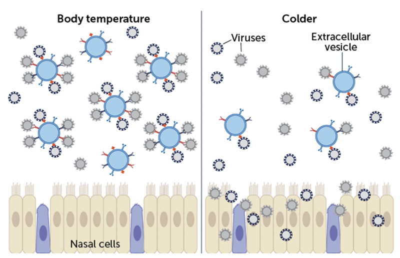 When temperatures in the nose drop below body temperature, it's easier for viruses to find and infect nasal cells. - Photo: D. Huang et al/Journal of Allergy and Clinical Immunology 2022; Adapted by E. Otwell