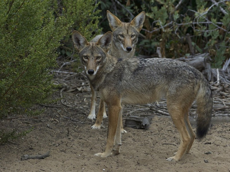 Coyotes may be more aggressive during mating season in Kentucky. - Photo: Gregory "Slobirdr" Smith, Wikimedia Commons