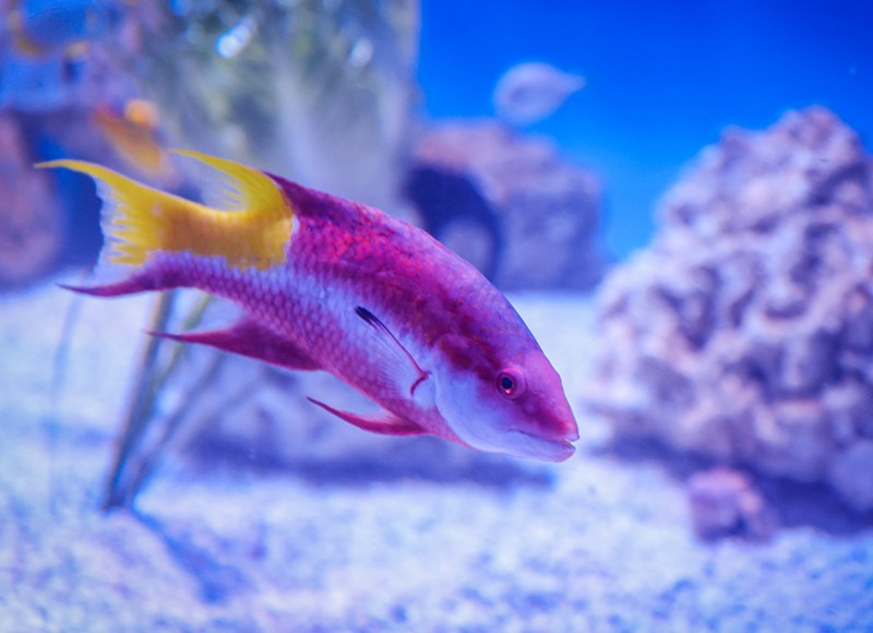 The Cuban hogfish is one of the many baby marine species you'll see in Hatchling Harbor. - Photo: Provided by Newport Aquarium