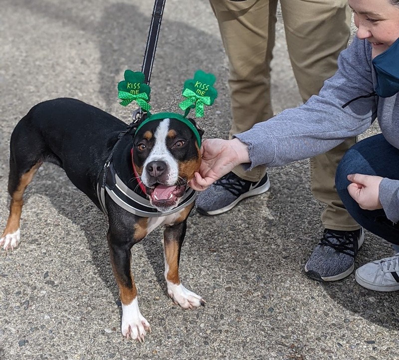 A pup at Cincinnati Animal CARE's 2021 St. Pittie's Day Parade. - Photo: facebook.com/CincyAnimalCARE