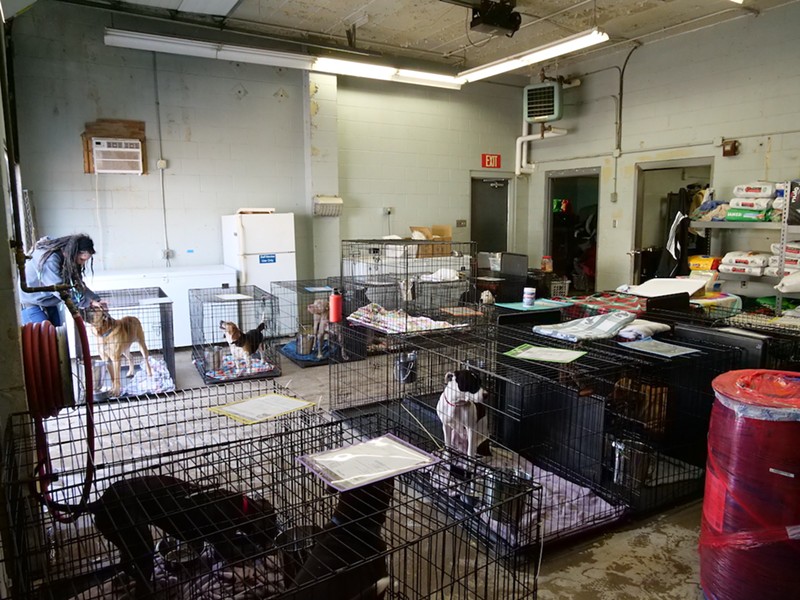 Because of the increase of dogs at CAC, some spend time in kennels in an air-conditioned garage. - Photo: Madeline Fening