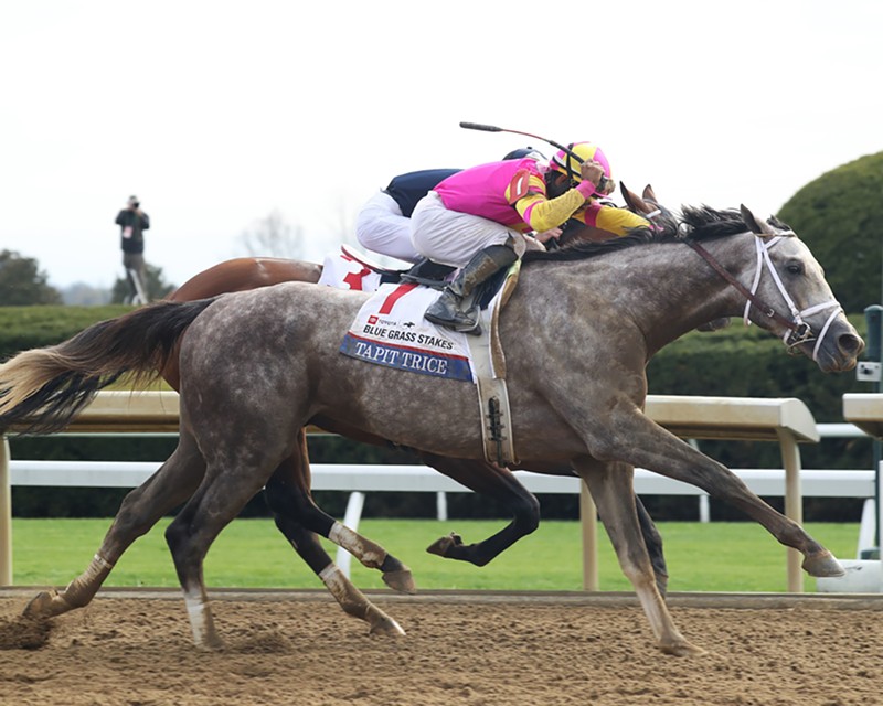 Tapit Trice, the winner of the Blue Grass Stakes, at Keeneland on April 8, 2023. - Photo: Provided by Keeneland