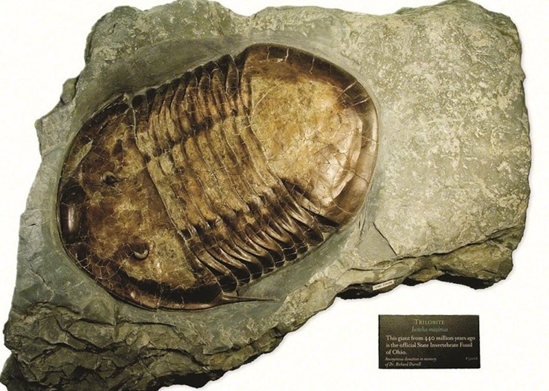 Isotelus maximus, the official State Invertebrate Fossil of Ohio - Photo: Cincinnati Museum Center