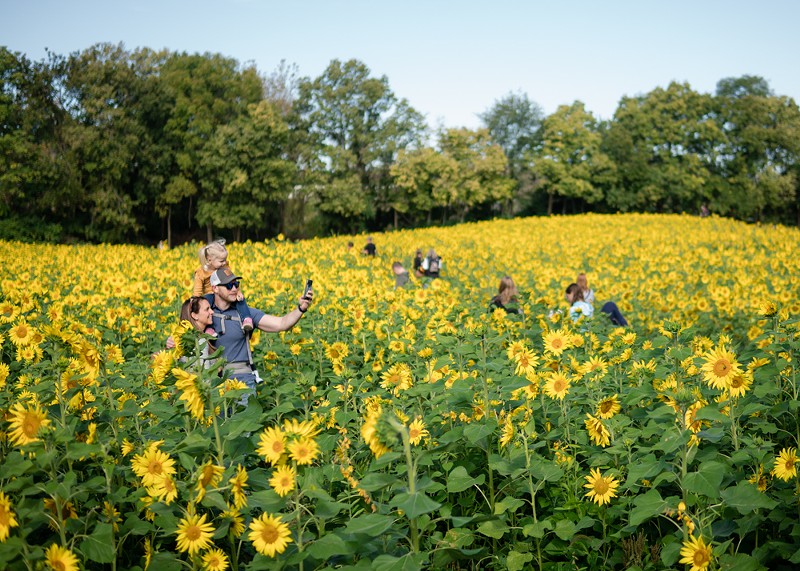 The Gorman Heritage Sunflower Festival is taking place on Oct. 7 and 8. - Photo: Aidan Mahoney
