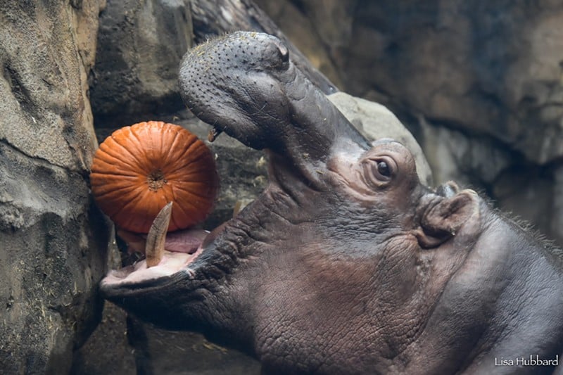 HallZOOween returns to the Cincinnati Zoo & Botanical Gardens the remaining weekends in October. - Photo: Lisa Hubbard via The Cincinnati Zoo