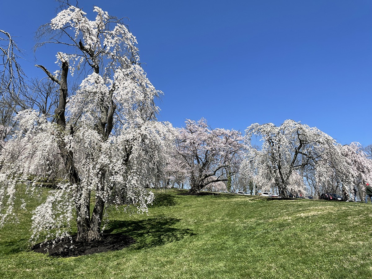 Cherry trees in bloom at Ault Park