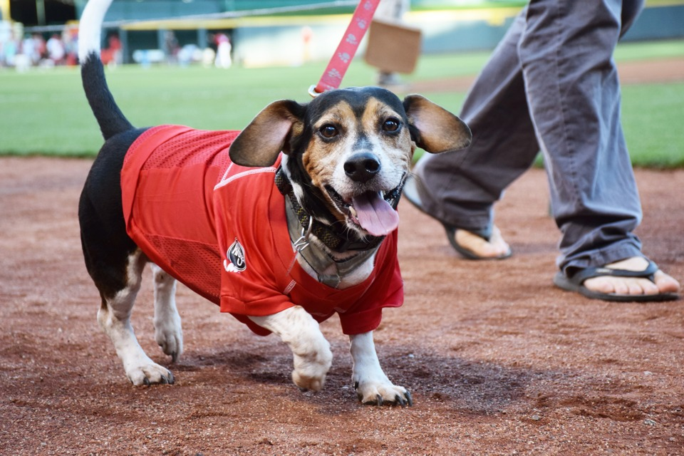 'Bark in the Park' Invites All Good Dogs to Watch the Cincinnati Reds