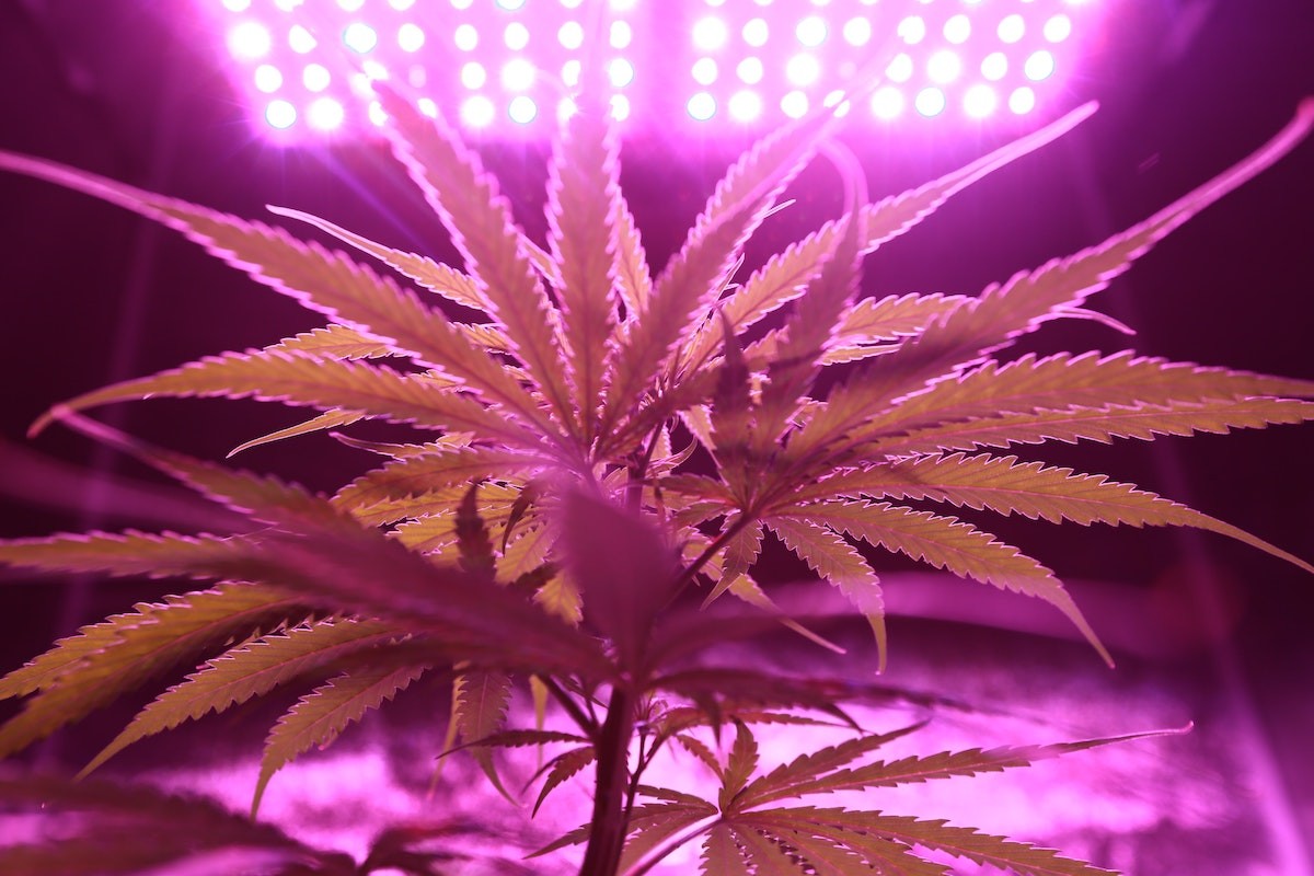 citybeat.com - Josh Wood - Amid Confusion Over Kentucky Medical Marijuana Rules, Companies Cash In