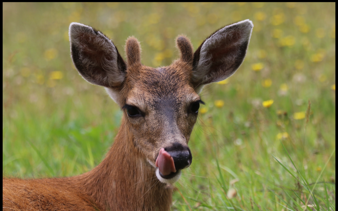 Zombie' Deer Spotted in Cincinnati's West Side | Cincinnati News |  Cincinnati | Cincinnati CityBeat