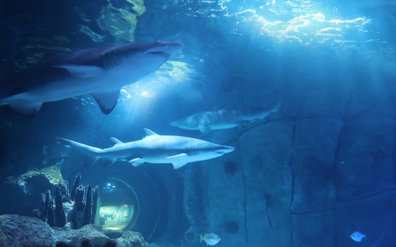 The Newport Aquarium will study the sand tiger sharks as part of a conservation program with the Association of Zoos and Aquariums.