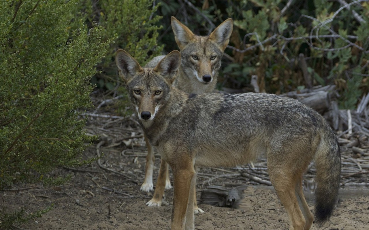 Coyotes may be more aggressive during mating season in Kentucky.