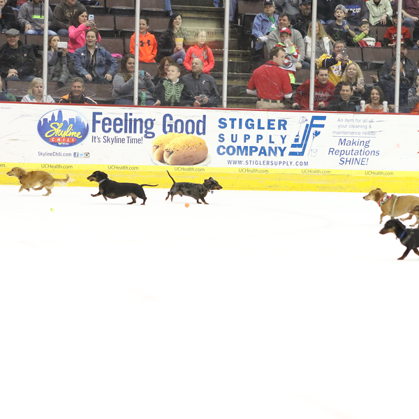Cincinnati Cyclones' Pucks 'N Pups Returns with an Epic Wiener Dog Race