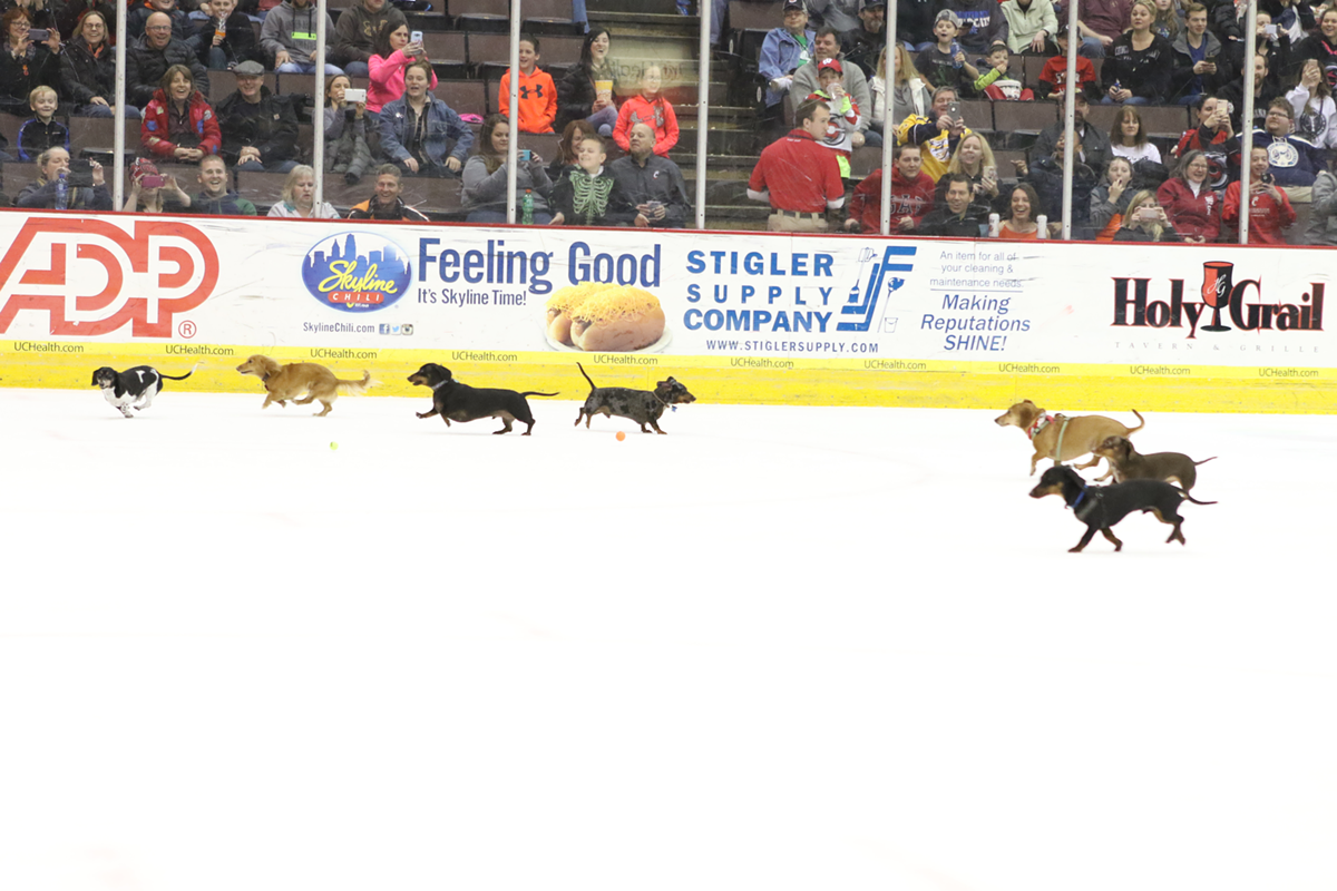 Cincinnati Cyclones' Pucks 'N Pups Returns with an Epic Wiener Dog Race