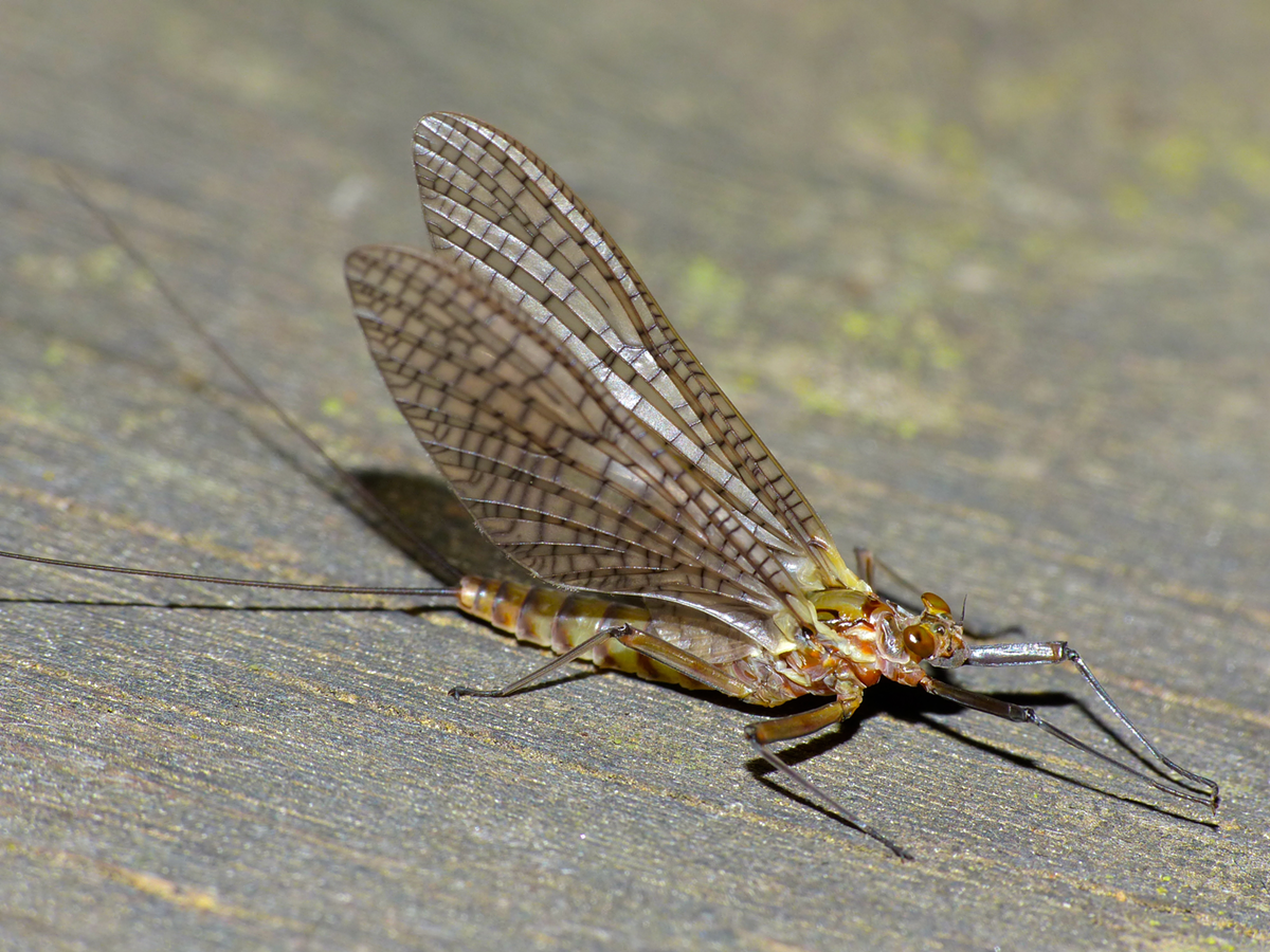 Roving Gangs of Mayflies Have Converged in Northeast Ohio Cincinnati