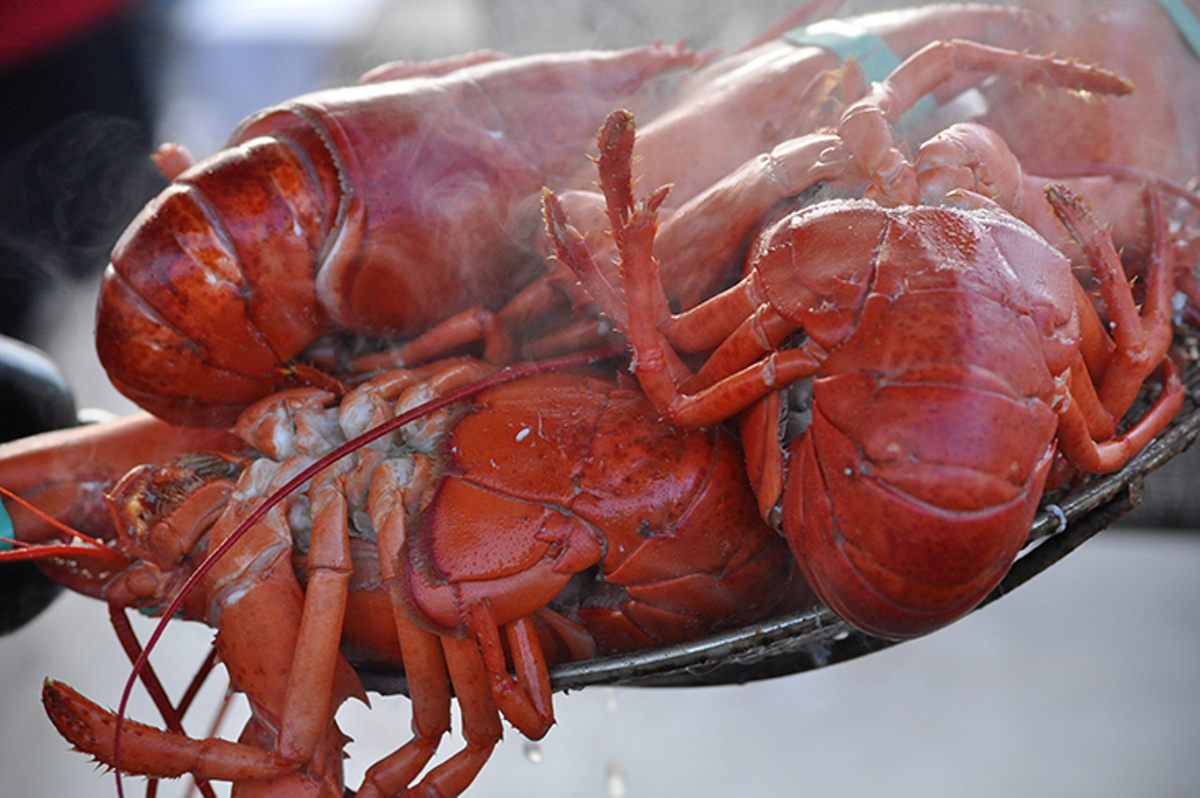 All the Fish, Lobsters and Other OceanDwellers You Can Eat During