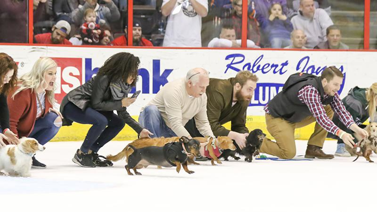 Pups and Pucks Wiener Dog Races are Back on the Ice at the Cincinnati