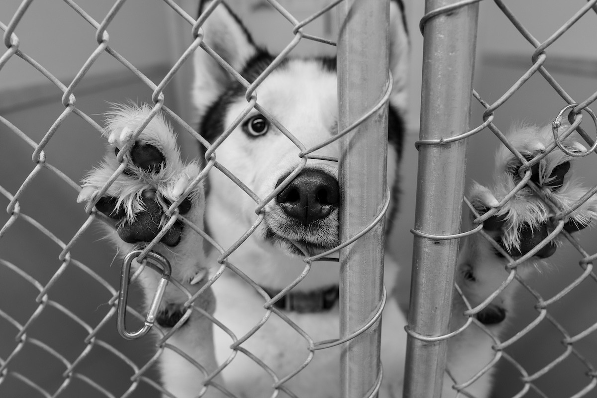 Shelters in Distress: Greater Cincinnati Animal Shelters are Grappling