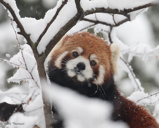 Snow day at the Cincinnati Zoo | Jan. 23, 2023