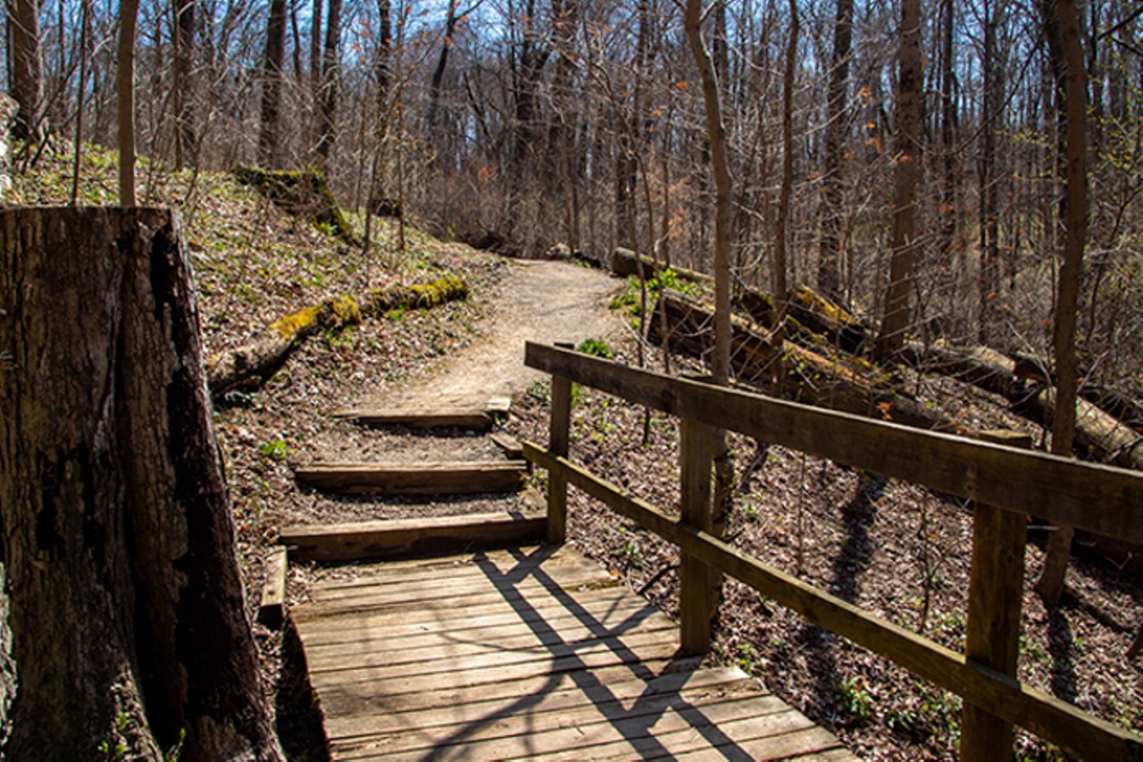 Withrow Nature Preserve
7075 Five Mile Road, Anderson Township
The Trout Lily Trail in the Withrow Nature Preserve is a moderately difficult 1.7-mile nature trail through verdant green woods, bushes and grass. This trail is rarely crowded so it makes for a great peaceful walk.  
Photo: Paige Deglow