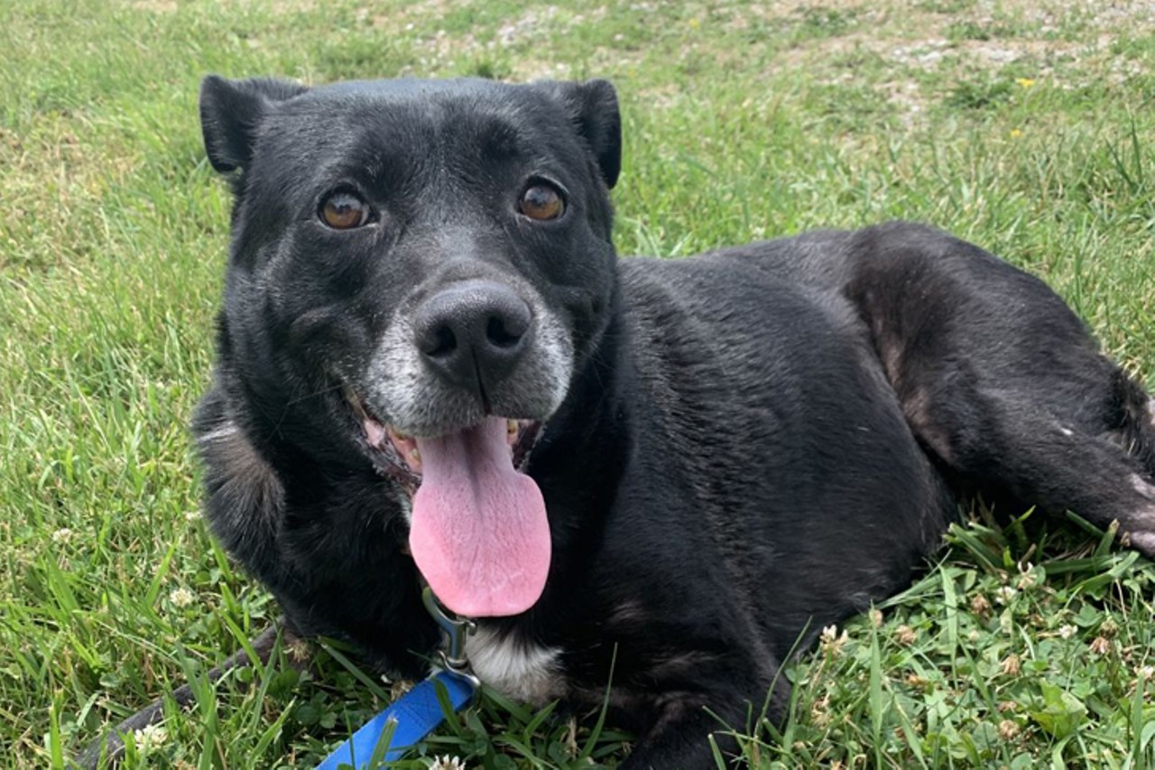 Raven
Age: Adult / Breed: Labrador Retriever/Terrier Mix / Sex: Female / Rescue: Furgotten Dog Rescue, Inc.
"Hi, I&#146;m Raven and I&#146;m guessed to be a 8-year-old Lab/Terrier mix weighing 50 pounds. I was surrendered to a rural shelter after my owner tied me to the shelter&#146;s van overnight. I am a sweet girl and love to give kisses! I love other dogs and even like to play a little. I enjoy taking long walks. I do ok with people now that I am taken out of the house to meet people frequently (I was shy at first). Older kids preferred. Not tested with cats. Crate and house trained."
Photo: Furgotten Dog Rescue, Inc.