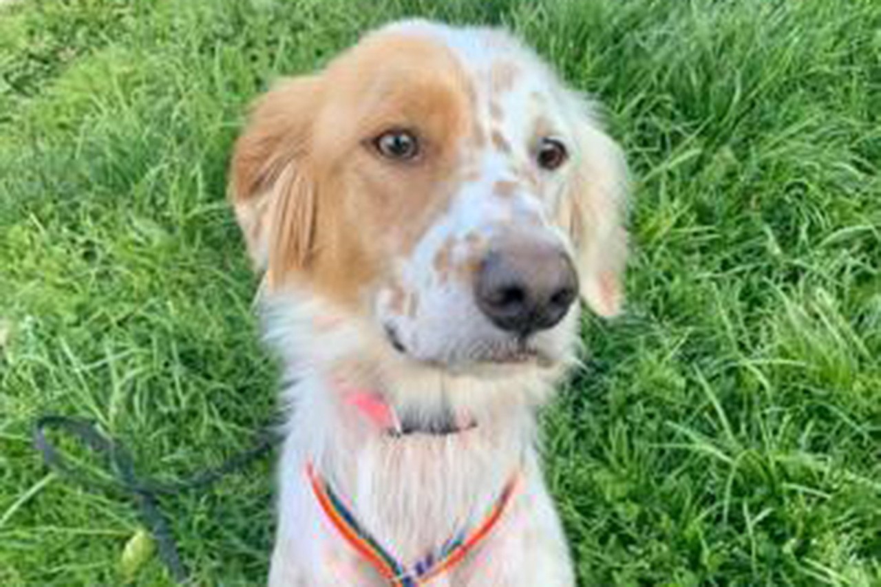 Mindy
Age: 4 Years Old / Breed: Spaniel/Welsh Springer Mix / Sex: Female / Rescue: SAAP
"SAAP Nation meet Mindy a four year old Springer/Welsh Spaniel mix! Mindy just made it to her foster home. She has meet a couple dogs and has done well. Mindy seems to know sit. She is definitely a HIGH ENERGY gal. She gets super excited when you grab the leash although she needs some leash work. She seems to be fine in the crate. Too early to know about house training. Mindy does need some pounds added on.  
Adopt Mindy at adoptastray.com! Have an approved app, just reply to that if interested."
Photo via adoptastray.com