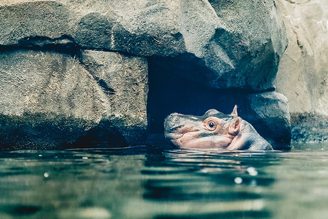 Visiting our beloved hippo princess Fiona at the Cincinnati Zoo & Botanical Garden.
Photo: Hailey Bollinger