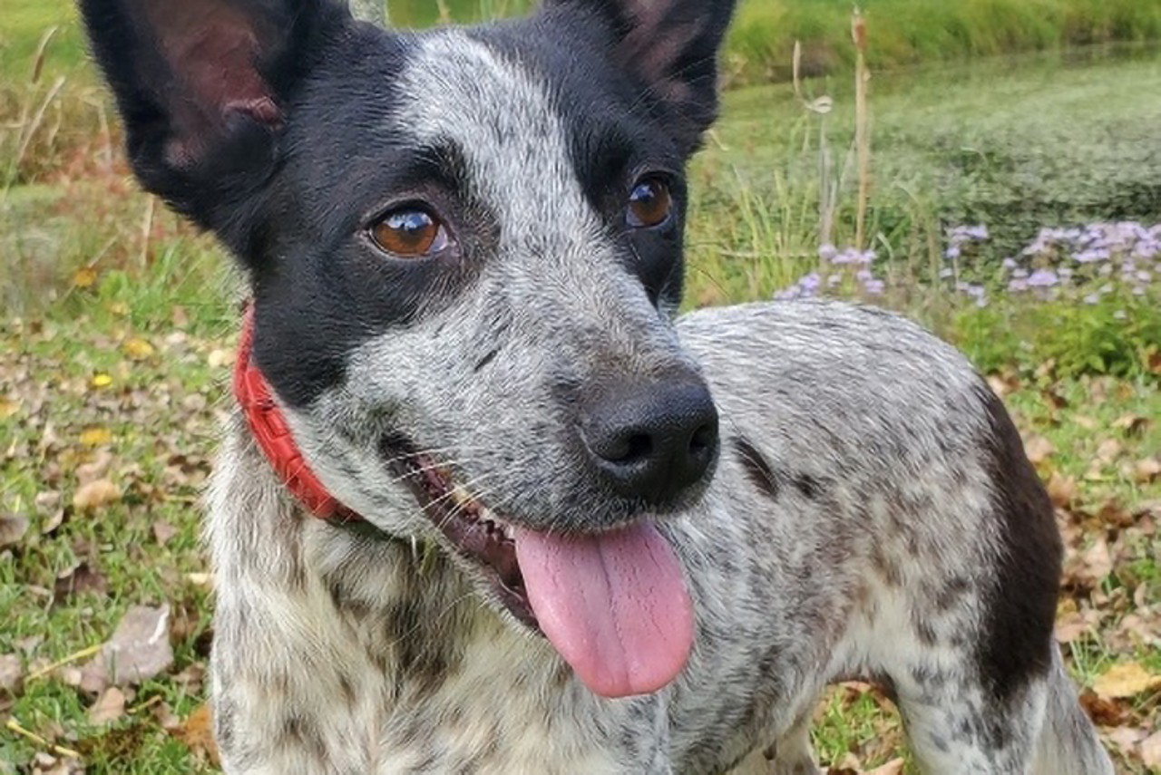 Adelaide
Age: 1.5 Years Old / Breed: Australian Cattle Dog Mix / Sex: Female / Rescue: Sweet Dream House Rescue 
&#147;Gorgeous Adelaide the Australian Cattle Dog mix is looking for a furever home. This beautiful young Blue Heeler mix is about 1.5 years old and fully grown at a petite 23 lbs. She's dog friendly and ignores cats. Her magnificent ears look like they could pick up radio signals from faraway places like, well, Adelaide, Australia. We would love to find Adelaide a home with a fenced yard and a herding breed-experienced adopter.&#148;
Photo: Sweet Dream House Rescue