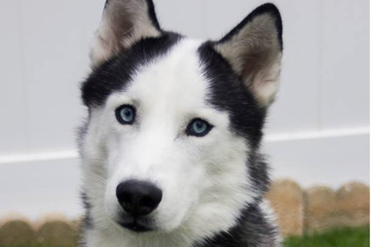 Avi
Age: 5 Years Old / Breed: Husky / Sex: Male / Rescue: Louie&#146;s Legacy Animal Rescue 
&#147;Meet Avi! He is the true meaning of rescue. Avi used to live with an abusive owner, until we changed his path! He has come so far, and has been clicker trained, but is still healing and will need a patient adopter who is willing to continue his training. He is 4-5 years old and weighs around 55 lbs. He loves everyone he meets, but is not good with children or cats, and doesn&#146;t understand why they move so fast. He is slow to trust, but very playful and affectionate once he knows he is safe. Avi will jump a fence that is smaller than 6 ft tall, and will need long daily walks. He currently lives with and loves his boxer bulldog mix foster brother, but knows he is the pretty one! A home with another playful husky or other dog similar in size would be ideal! &#148;
Photo: Louie&#146;s Legacy Animal Rescue