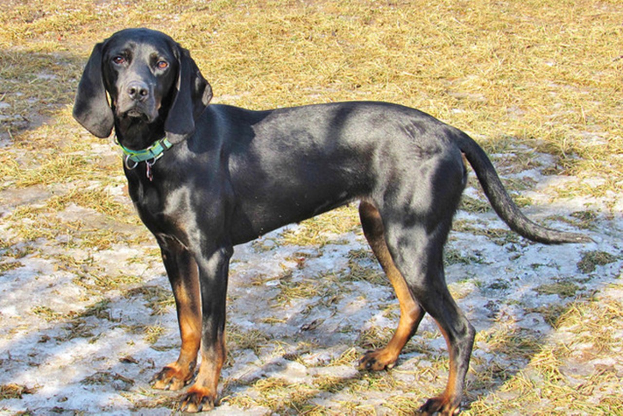 Lucia 
Age: 4 years / Breed: Black and Tan Coonhound / Sex: Female / Rescue: Save the Animals Foundation 
Photo via staf.org