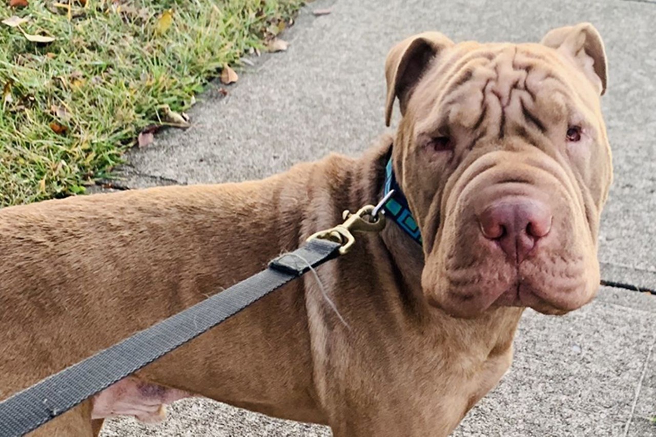 Carlton
Age: 3 Years Old / Breed: Shar-Pei Mix / Sex: Male / Rescue: Furgotten Dog Rescue Inc. 
&#147;I am a 3-year-old Shar-Pei mix weighing 55#. Don&#146;t let my looks fool you, I am a big baby! I am friendly with people when I am not on my turf (house/yard). I will need time (anf lots of treats) to warm up to a stranger.I walk well on a leash, but will react toward animals on a leash. I am animal aggressive in general and need to be an ONLY PET in the home. I have not been desensitized to small children. They kind of freak me out for some reason. Teens are cool :) What can I say I am a is a typical, poorly socialized Pei. My dominant and territorial nature is normal, but difficult to manage. I will require consistent follow through with my training including socialization with other dogs (on a leash on walks) and territorial behavior. Free in-home training comes with my adoption fee.&#148;
Photo: Furgotten Dog Rescue Inc.