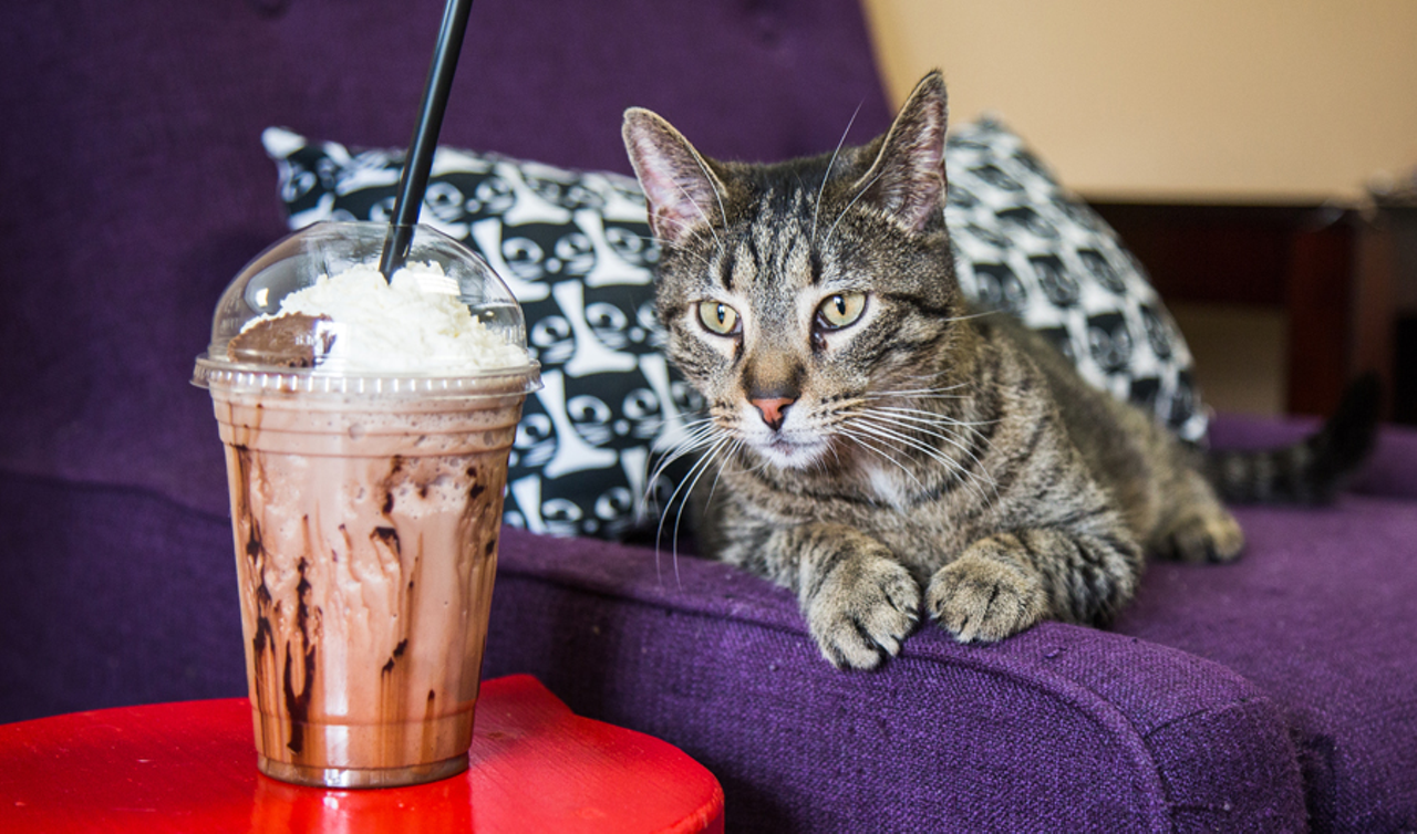 Mason's Kitty Brew Cafe offers both cats and fraps
