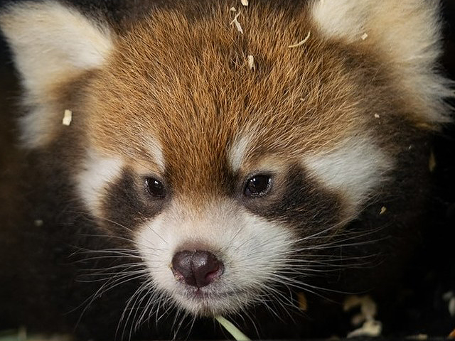 Zookeepers were shocked in July when red panda Lin gave birth to a new cub after miscarrying in May.