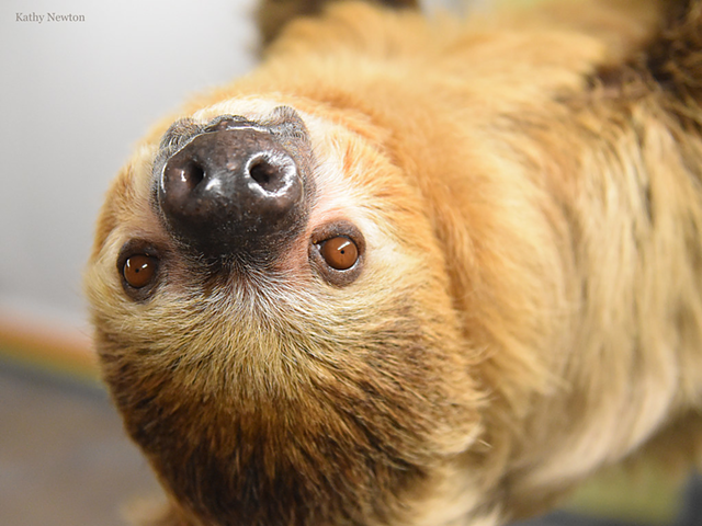Moe the sloth