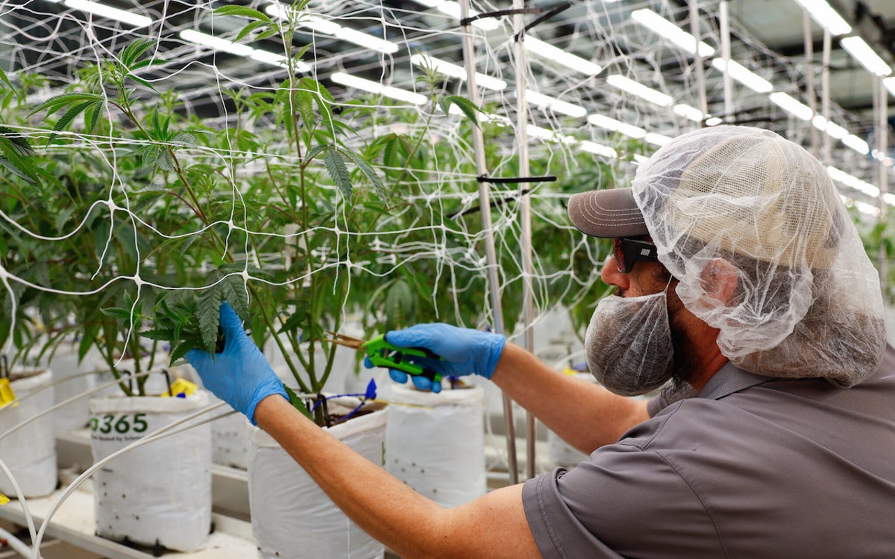 Farm Lead Paul Kemmer of Lancaster works to remove some of the lower leaves from a marijuana plant to increase the growth above, August 17, 2023, at PharmaCann, Inc.’s cultivation and processing facility in Buckeye Lake, Ohio.