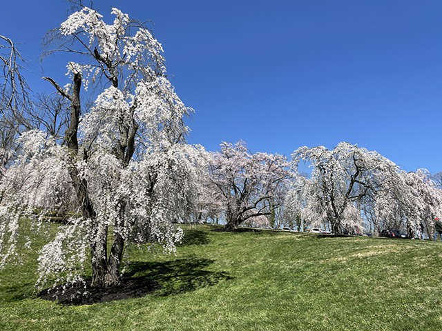 Hundreds of cherry trees will blossom at Ault Park.