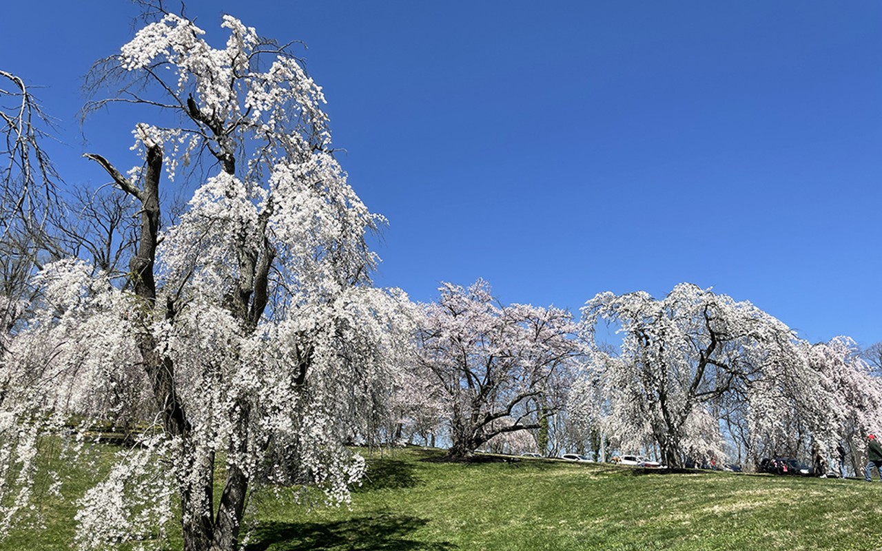 Hundreds of cherry trees will blossom at Ault Park.