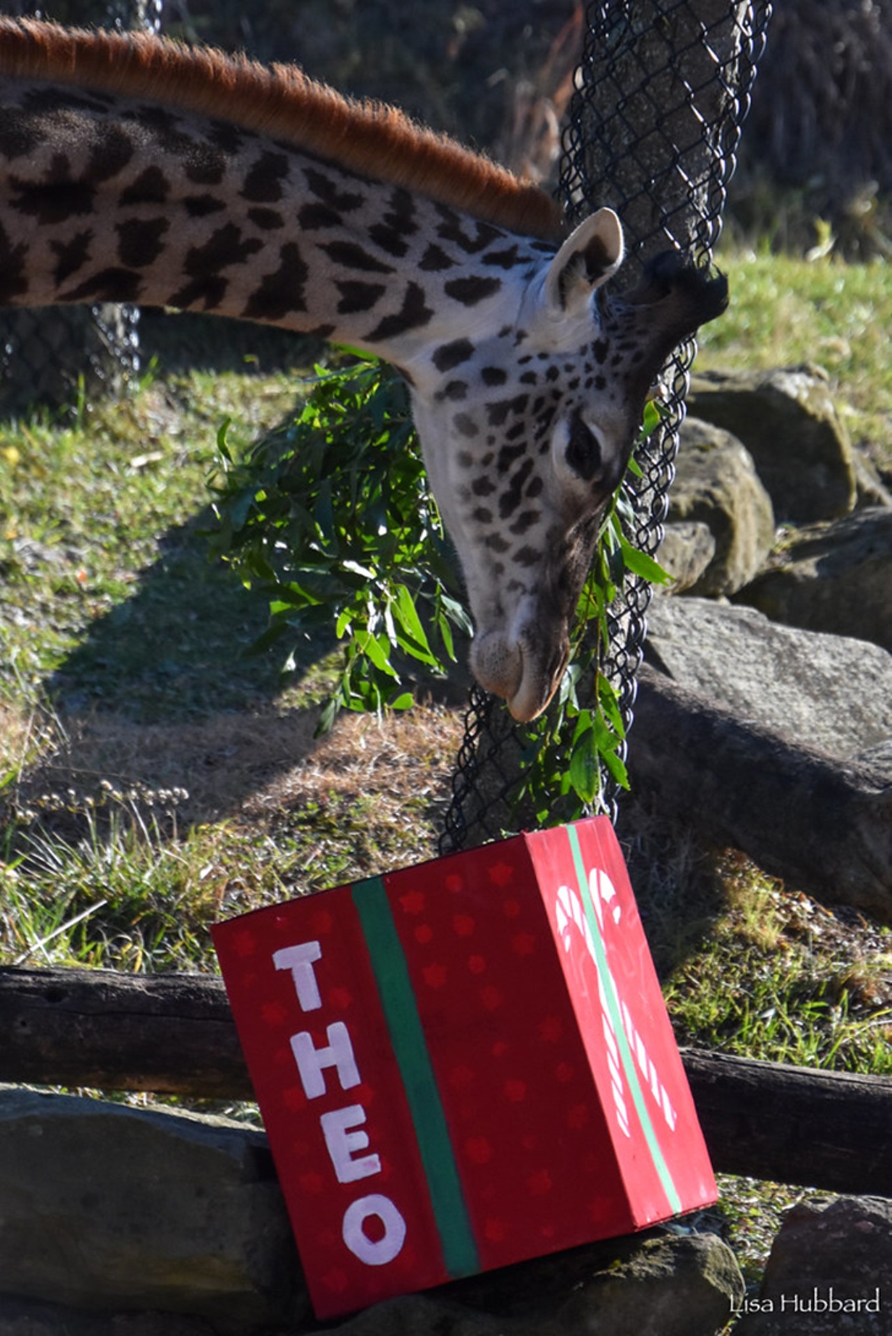 The zoo says, "Baby wallaby Pocket and baby giraffe Theo took their time investigating Santa&#146;s gifts.&#148;