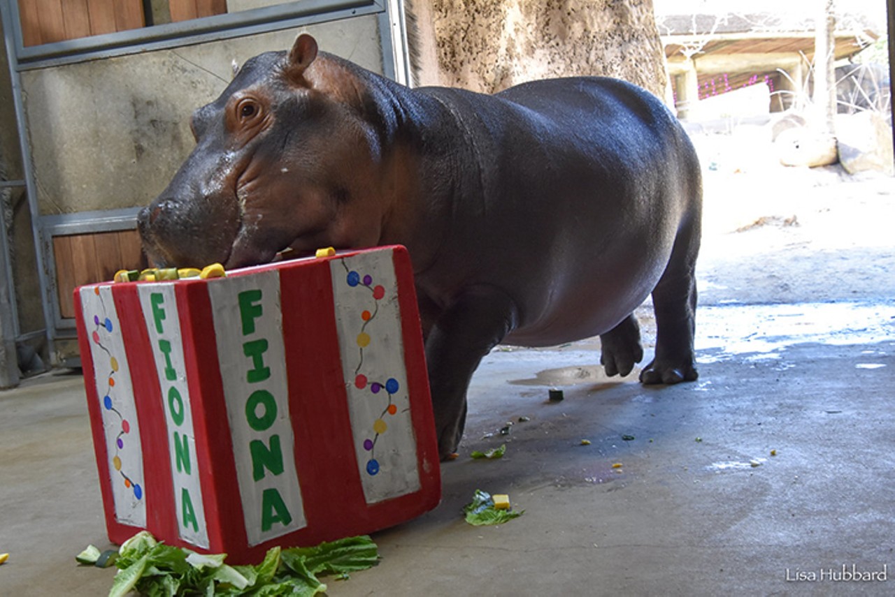 Fiona got some lettuce and other treats on top of a box.